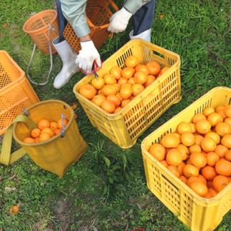 ピュイフォルカ キィーホルダーまたはバックチャームに バッグ型バッグ