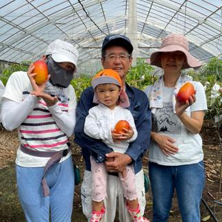 約1kg（3玉） 沖縄県産完熟マンゴー アップルマンゴー | 果物/マンゴー  