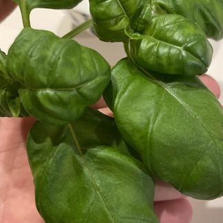 スイートバジル｜農薬化学肥料不使用｜静岡県産 | 野菜/その他野菜  