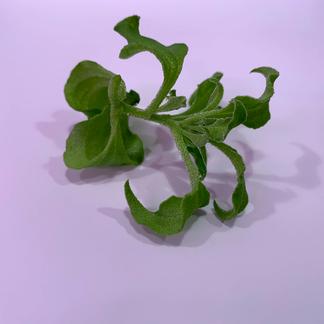 植物工場産 栽培期間中農薬不使用 アイスプラント 野菜 その他野菜 産直アウル Owl 農家から直接野菜などの食材を購入できる産地直送の宅配通販サイト