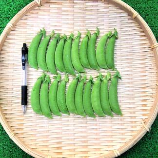 おすすめ商品】止まらない美味しさ！スナップ豌豆 農薬不使用（無農薬 