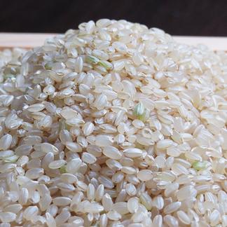 残りわずか送料込み 精米済み 白米 20kg 6年度産 佐賀県産米（令