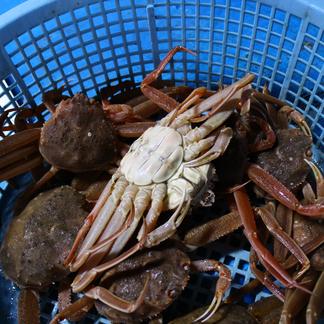 訳活オオズワイ（メス） 4kg詰め（約12-24尾入） | 魚介類/カニ 産直 
