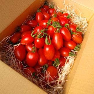 イタリアントマト Nostalgia Italian 1 8kg 野菜 トマト 産直アウル 農家から直接野菜などの食材を購入できる産地直送の宅配通販サイト