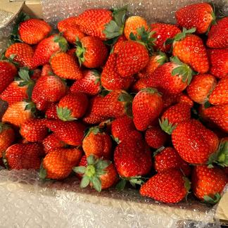 毎日1名様限定】大容量！2kg＞加工用バラ詰めいちご（とちおとめ 