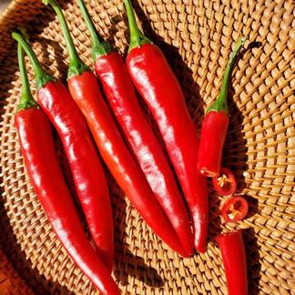 北海道 ハウス栽培 大紅とうがらし 1kg キムチ 漬物用 野菜 香辛料 産直アウル 農家から直接野菜などの食材を購入できる産地直送の宅配通販サイト