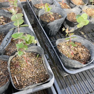 ユーカリ ベイビーブルー ユーカリ銀世界 苗2種類セット その他 花 植物 産直アウル Owl 農家から直接野菜などの食材を購入できる産地直送の宅配通販サイト