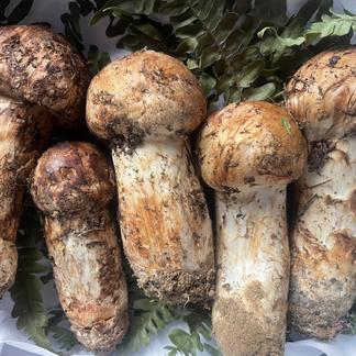 岩手県産松茸200g 長瀬農園おすすめ | 野菜/きのこ 産直アウル 農家 