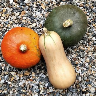 自然栽培 固定種かぼちゃセット３品種 農薬 肥料不使用 カボチャ 南瓜 野菜 かぼちゃ 産直アウル 農家から直接野菜などの食材を購入できる産地直送の宅配通販サイト