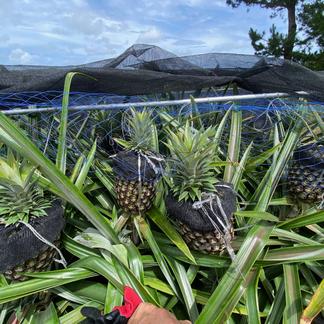 1度は食べてほしいセール！沖縄パイナップルの王様ゴールドバレル  