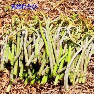 《予約受付》採れたて山菜天然わらび500gわらび漬・おひたし等で ５００ｇ 野菜/山菜通販