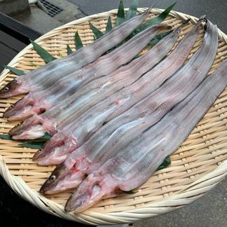 [明石名物]天然穴子（小小） 小小サイズ（開く前が70g前後）の穴子を6匹 魚介類/穴子(生)通販