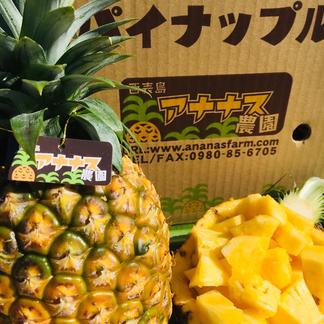 1度は食べてほしいセール！沖縄パイナップルの王様ゴールドバレル  