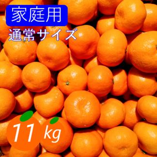 家庭用】愛媛みかん 11kg(通常サイズ) ひとくちで恋する♡濃い味みかん 