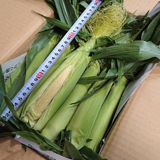 5kgもぎたて早だしヤングコーン ベビーコーン ミドルコーン 5kg ４０ ６０本程度 野菜 とうもろこし 産直アウル 農家から直接野菜などの食材を購入できる産地直送の宅配通販サイト