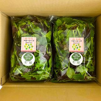 とし　大小様々　無農薬マジックリーフ　天然ももたまな葉　1000　枚 大小様々 無農薬マジックリーフ 天然ももたまな葉 1000 枚 大小様々