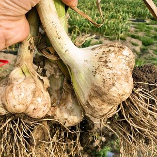 青森県産 種用ニンニク 20キロ 中サイズ 福地ホワイト六片種 にんにく