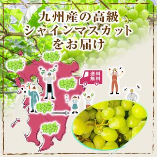 ご家庭用】シャインマスカット 約2kg 3〜4房｜丘の上の