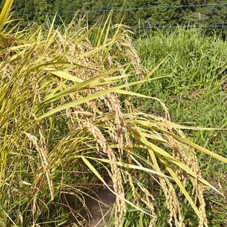 農家直送 令和6年 新米 佐賀県産 コシヒカリ 20kg 精米 （新米