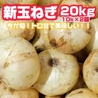 収穫数限定】トロ甘 訳あり 新玉ねぎ 20kg（2箱お届け） 10kgより超お  