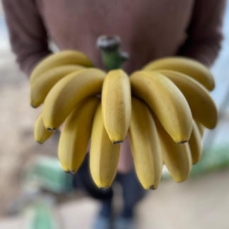ひんやり甘い 木更津産の冷凍バナナ 皮なし 果物 バナナ 産直アウル Owl 農家から直接野菜などの食材を購入できる産地直送の宅配通販サイト