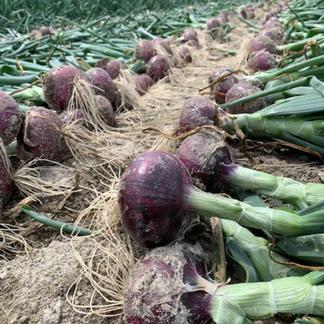 玉ねぎ苗 早生 ホワイトベアー 500本 農薬不使用 鮮やか彩り3種2kg