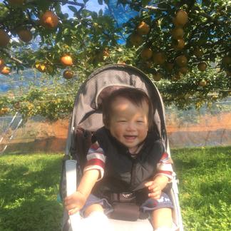 Owl2周年限定 あたご梨 はっきりした味わいが人気 こだわり栽培高級和梨 果物 梨 産直アウル Owl 農家から直接野菜などの食材を購入できる産地直送の宅配通販サイト