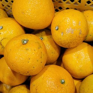 【八朔(はっさく) 訳あり 8kg】傷 青み多め 8kg(箱込み)＋補償分増量 果物/オレンジ・その他みかん通販