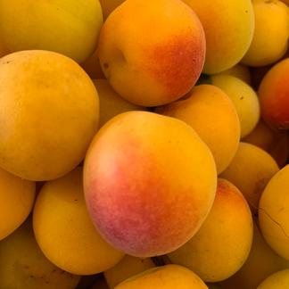 和歌山県産紀州南高梅10キロ完熟梅キズありサイズ混合