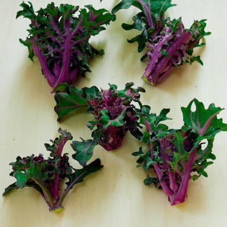 プチヴェール ルージュ 300g 野菜 キャベツ 産直アウル Owl 農家から直接野菜などの食材を購入できる産地直送の宅配通販サイト