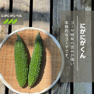 苦みの違いを楽しめる!!】ゴーヤ3種食べ比べセット | 野菜/ゴーヤ 