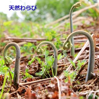 天然わらび 収穫当日発送予約販売この商品は購入しないで下さい