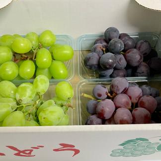 シャインマスカット＆巨峰 セット ご家庭用 大房 4房 約1400g 高級 箱 