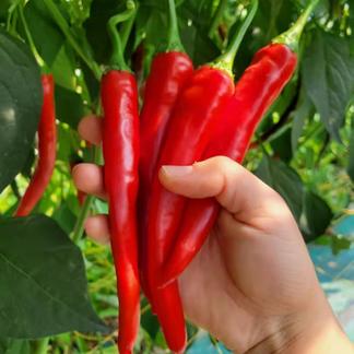 北海道 ハウス栽培 大紅とうがらし 1kg キムチ 漬物用 野菜 香辛料 産直アウル 農家から直接野菜などの食材を購入できる産地直送の宅配通販サイト