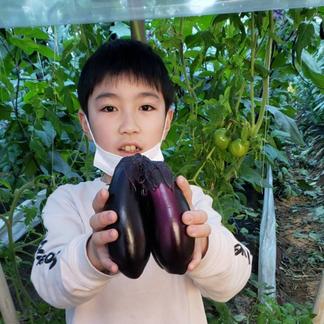 送料無料 訳アリ お買い得 南国高知でつくった高知なす 2kg 野菜 茄子 産直アウル Owl 農家から直接野菜などの食材を購入できる産地直送の宅配通販サイト