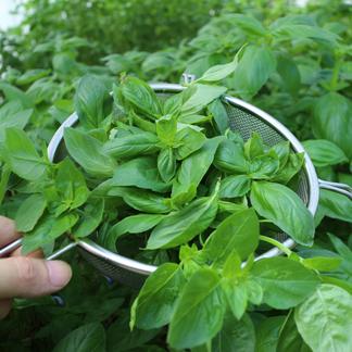 受注販売 香りが凄い バジル イタリア品種 イタリアンクラシコ 野菜 ハーブ 産直アウル Owl 農家から直接野菜などの食材を購入できる産地直送の宅配通販サイト