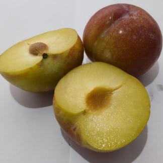 すもも 秋姫 サイズおまかせ 果物 すもも プラム 産直アウル 農家から直接野菜などの食材を購入できる産地直送の宅配通販サイト