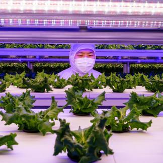 トマト4個分の抗酸化値 はんなりレタス10株セット 野菜 レタス 産直アウル Owl 農家から直接野菜などの食材を購入できる産地直送の宅配通販サイト