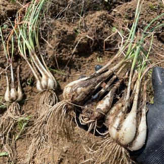 熊本県産 朝採り 新鮮らっきょう 10kg 農薬を使わずに栽培しました