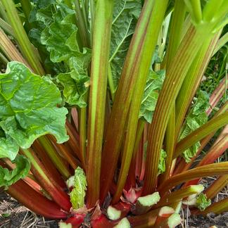 ルバーブ | 野菜/その他野菜 産直アウル 農家から直接野菜などの食材を  