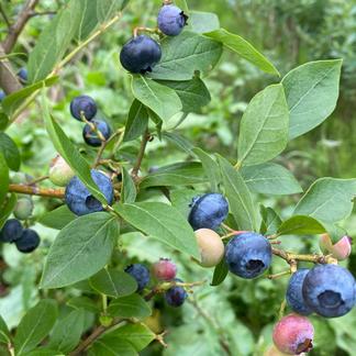 蔵王山麓の無農薬・無肥料・生ブルーベリー 400g 果物/ベリー類通販