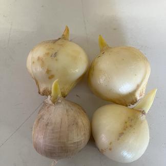 ジャンボにんにく. 生 にんにく 20kg ジャンボニンニク20キロ(農薬,化学肥料不使用) 【公式通販】