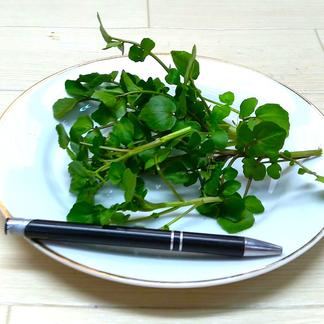 クレソン・自然栽培の天然物 農薬不使用（無農薬） | 野菜/その他野菜 