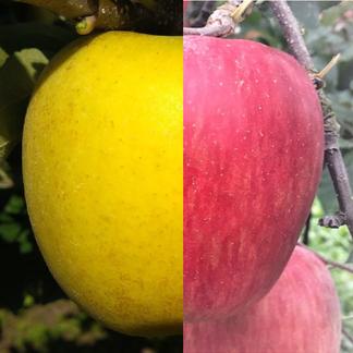 訳あり品 サンふじ シナノゴールド2色セット 約5kg 12 18個 長野県産りんご 果物 りんご 産直アウル Owl 農家から直接野菜などの食材を購入できる産地直送の宅配通販サイト