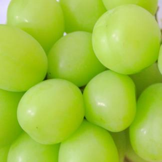 新鮮！山梨県産 シャインマスカット 約3kg 1箱 （5～7房程度） | 果物 
