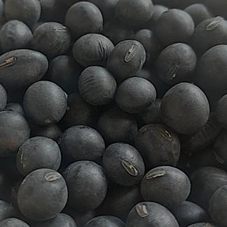 大粒もちもち丹波黒豆！採れたて700g！送料無料！12月20日発送します 