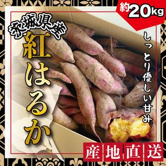 【茨城県産】　さつまいも　ありがとうの紅はるか　中サイズ【約20kg】 20kg（中サイズ） 野菜/さつまいも通販