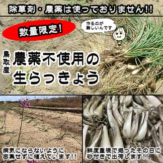 【限定栽培】 農薬不使用の根付き生らっきょう １０ｋｇ 【収穫から最短発送】鳥取県産 １０ｋｇ 野菜/薬味通販