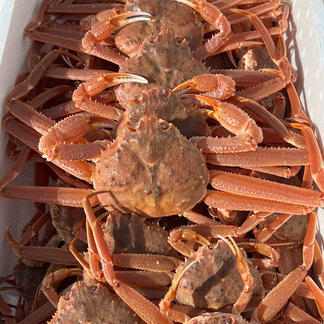 ☆数量限定特価！「北海道産！ボイル大ズワイガニ」たっぷり約