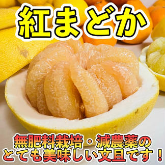 平田　紅まどか 7キロ 果物/その他柑橘類通販